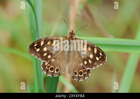 Kleine Wildtiere im Nosterfield Nature Reserve, North Yorkshire Stockfoto