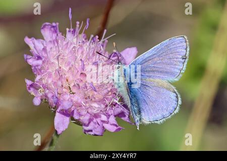 Kleine Wildtiere im Nosterfield Nature Reserve, North Yorkshire Stockfoto