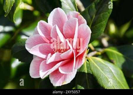 Garden Camellia Sorte 'Lady Vansittart' (Camellia japonica 'Lady Vansittart'), Einzelblüte, weiß mit purpurroten Markierungen (Mutation), Deutschland, E Stockfoto