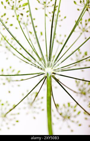 Dolden aus Dill mit Samen und Blättern Stockfoto