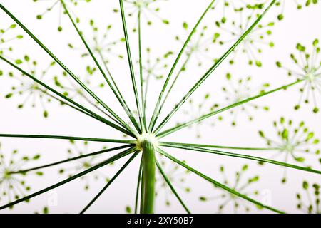 Dolden aus Dill mit Samen und Blättern Stockfoto