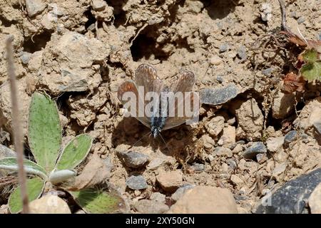 Kleine Wildtiere im Nosterfield Nature Reserve, North Yorkshire Stockfoto