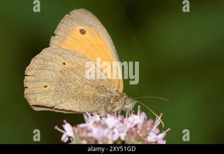 Große Ochsenauge Gänseblümchen auf Dost Stockfoto