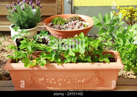 Kleinen Kräuter- und Blumengarten auf Terrasse oder Dach gebaut Stockfoto