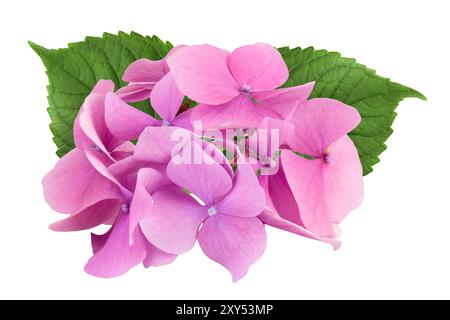 Rosa Hydrangea Blume isoliert auf weißem Hintergrund. Stockfoto