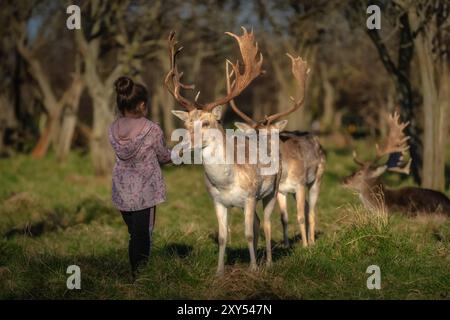 Junges Mädchen, das mehrere Damhirsche mit großen Geweihen füttert, mit verschwommenem Wald im Hintergrund im Phoenix Park, Dublin, Irland Stockfoto