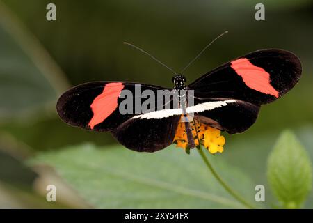 (Heliconius erato) auf einer Seidenblume Stockfoto