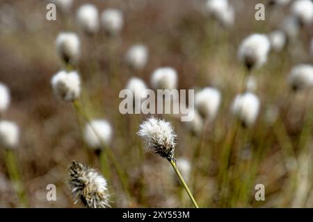 Hülle Baumwollgras im Schwarzen Moor Stockfoto