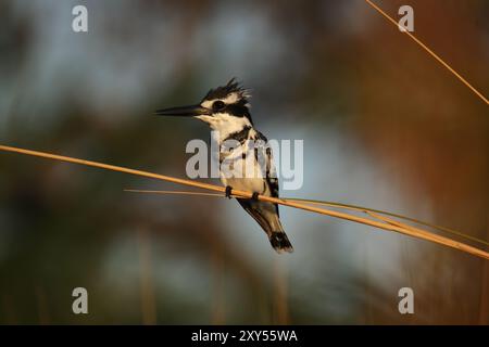 rattenvogel (Ceryle rudis) im Okavango-Delta, Botswana. Rattenvogel im Okavango-Delta, Botswana, Afrika Stockfoto