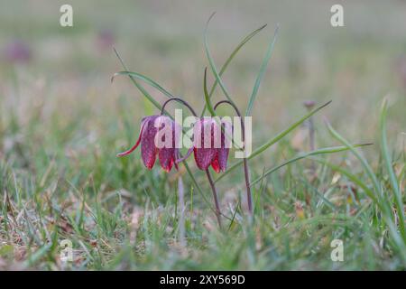 Schlangenkopffritillarien (Fritillaria meleagris), Steiermark, Österreich, Europa Stockfoto