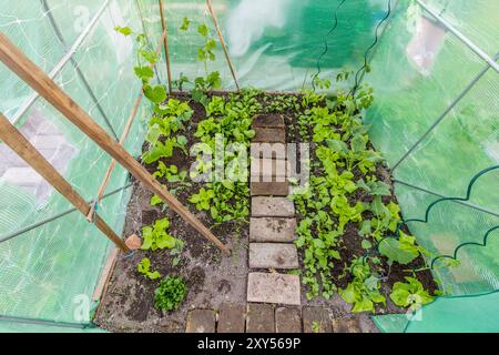 Polyhouse mit verschiedenen Gemüsesorten - Spinat, Salat, Radieschen, Gurke, Tomate und Kohlrabi Stockfoto