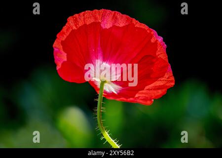 Rote Blume der (Papaver Nudicaule) mit Tau-Tropfen, Niedersachsen, Deutschland, Europa Stockfoto