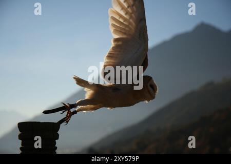 Schleiereule Stockfoto