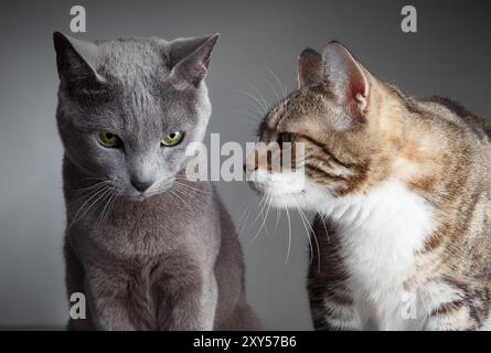 Russische blaue und dreifarbige Hauskatze im Porträt Stockfoto