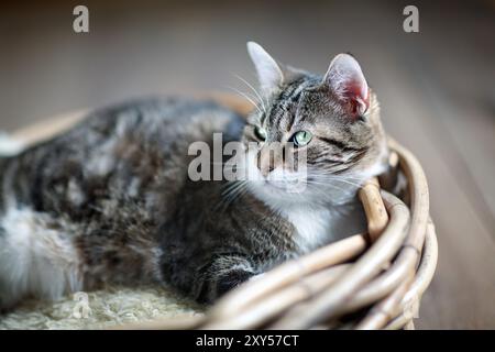 Porträt einer Hauskatze im Korb Stockfoto