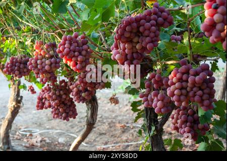 Mehrere Gruppen kommerziell angebauter reifer, robuster Trauben, die bereit für die Ernte sind, hängen von den Reben eines Weinbergs. Stockfoto