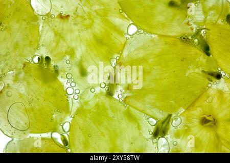 Zerkleinerte weiße Trauben mit Saft auf weißem Hintergrund Stockfoto