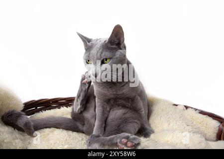 Elegante russische blaue Stammkatze auf Lammfell Stockfoto