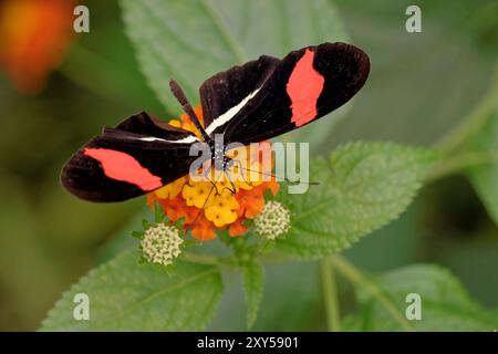 (Heliconius erato) auf einer Seidenblume Stockfoto