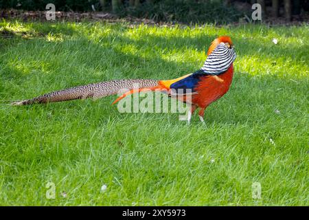 Nahaufnahme eines wunderschönen Fasans (Phasianinae) in den Gärten von Isola Madre, Maggiore See, Italien Stockfoto