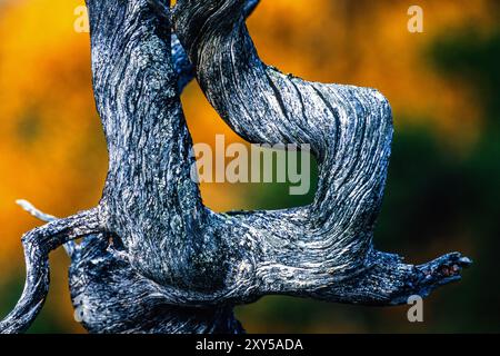 Nahaufnahme an einem alten Baumzweig mit Herbstfarben im Hintergrund Stockfoto
