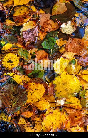 Nahaufnahme von oben mit bunten Herbstblättern auf dem Boden Stockfoto