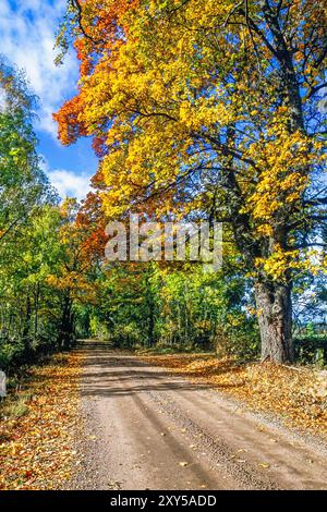 Schotterstraße in einem schönen Laubwald ein sonniger Herbsttag Stockfoto