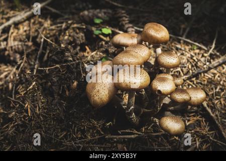 Close-up-Speisepilze von Honigagariken in einem Nadelwald. Pilzgruppe in der natürlichen Umgebung Stockfoto