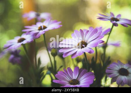 Nahaufnahme einer schönen Frühlingsblüte, Gerbera Stockfoto