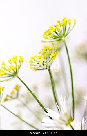 Dolden aus Dill mit Samen und Blättern Stockfoto