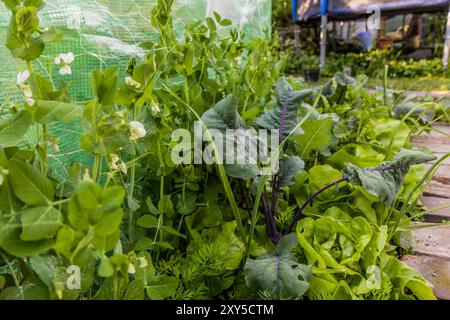 Gemüsepflaster mit Salat, Knoblauch, Karotte, Kohlrabi und Erbsen Stockfoto