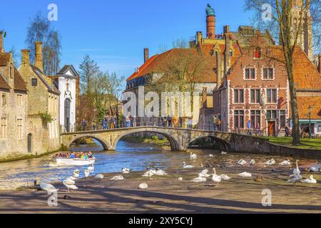 Brügge, Belgien, 10. April 2016: Blick auf Kanal und Brücke mit Touristen in belgischem Reiseziel, weiße Schwäne, Europa Stockfoto