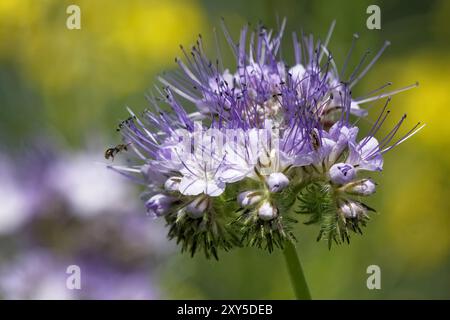 Tansy (Phacelia) Stockfoto