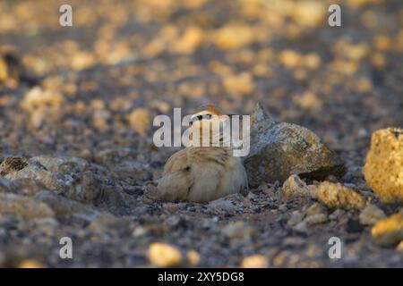 Rennvogel (Cursorius Cursor), Halbwüste, Fuerteventura, Spanien, Europa Stockfoto