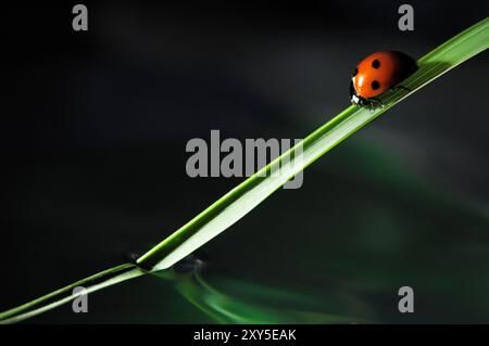 Kleiner Marienkäfer auf einem Grasblatt in der Nähe des Wassers in der Nacht schöne handwerkliche Makrostille horizontale Ausrichtung Stockfoto