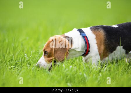 Beagle Hund im Freien im Gras in der Natur Hund Thema Hintergrund Stockfoto