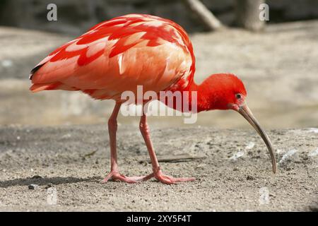 Ein Scharlach-Ibis (Eudocimus ruber) auf der Nahrungssuche Stockfoto