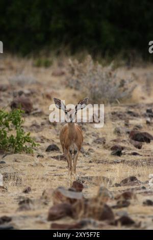 Ein Steenbok (Raphicerus campestris), eine kleine Antilopenart aus Damaraland in Namibia. Ein Steenbok, eine kleine Antilopenart aus Nami Stockfoto