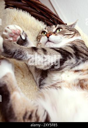 Eine fette Katze, die auf kuscheligen Lammfell liegt Stockfoto