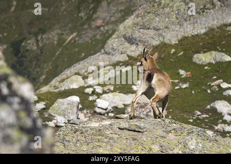 Junge weibliche Alpinen (Capra Steinböcke), die auf den hohen Felsen in den Dombay Bergen gegen die Felsen stehen. Nordkaukasus. Russland Stockfoto