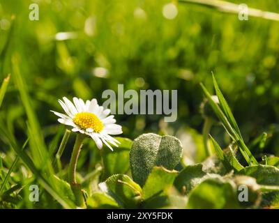 Kleine schöne daisy Nahaufnahme mit morgen Hintergrundbeleuchtung Stockfoto