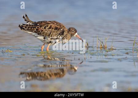 Ruff (Philomachus pugnax) im Flachwasser, Burgenland, Österreich, Europa Stockfoto