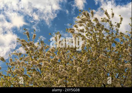 Kirschbaum in voller Blüte vor blauem Himmel Stockfoto