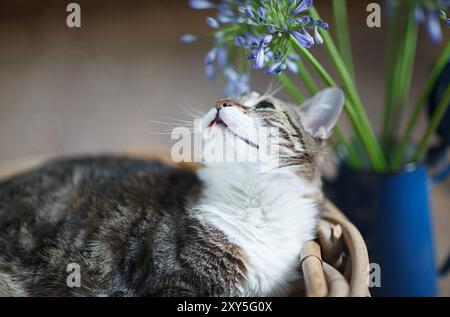 Porträt einer Hauskatze im Korb Stockfoto