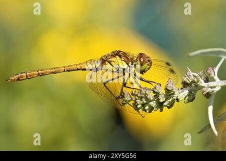 Gemeine Jungfliege Stockfoto