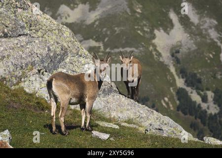 Junge Alpinfrau (Capra Steinbock) mit einem Jungen, der in die Kamera blickt und auf den hohen Felsen in den Dombay Bergen gegen die Felsen steht. Nord Ca. Stockfoto