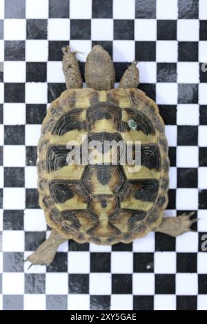 Griechische Schildkröte (Testudo hermanni boettgeri) eine stehende geschützte Schildkrötenart Hermann-Schildkröte (Testudo hermanni boettgeri) Stockfoto