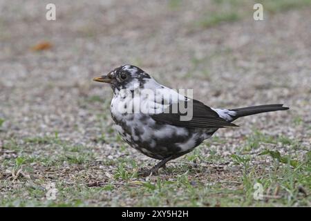 Leucistic Blackbird Stockfoto