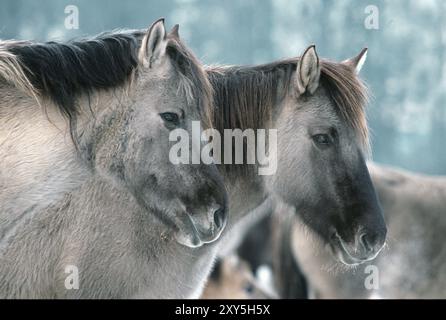 Duelmen Wildpferde, grau, Merfelder Bruch, Duelmen, Münsterland, Nordrhein-Westfalen, Deutschland, Kopfporträt, Wintermantel, Europa Stockfoto