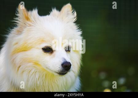 Deutsches Spitz Hundeportrait. Pommerschen Hund im Freien an sonnigen Tag. Kleiner Hund im Garten Stockfoto